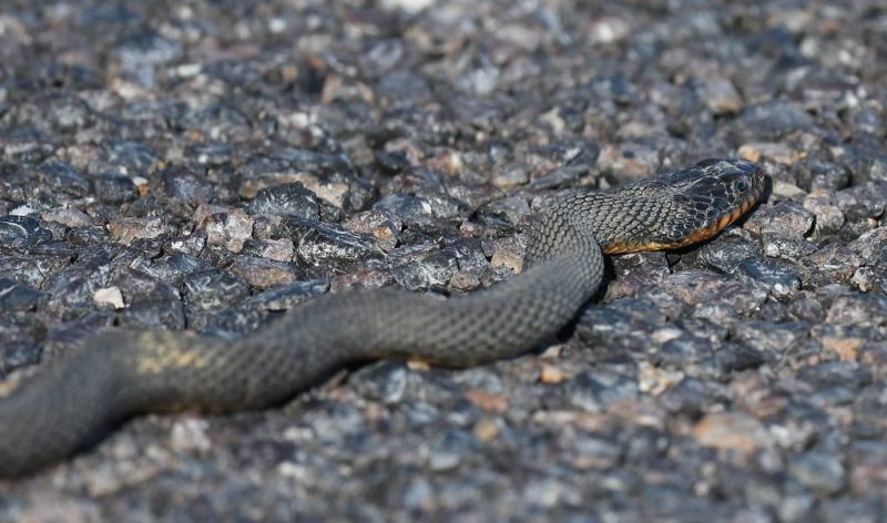 20 Different Types Of Snakes In Delaware