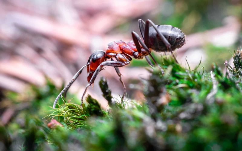 Plants That Repel Ants