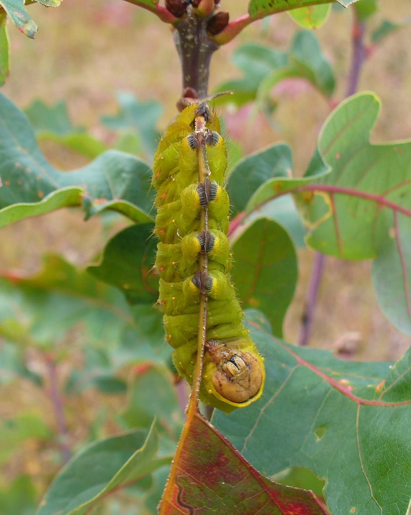 Polyphemus Moth Caterpillar