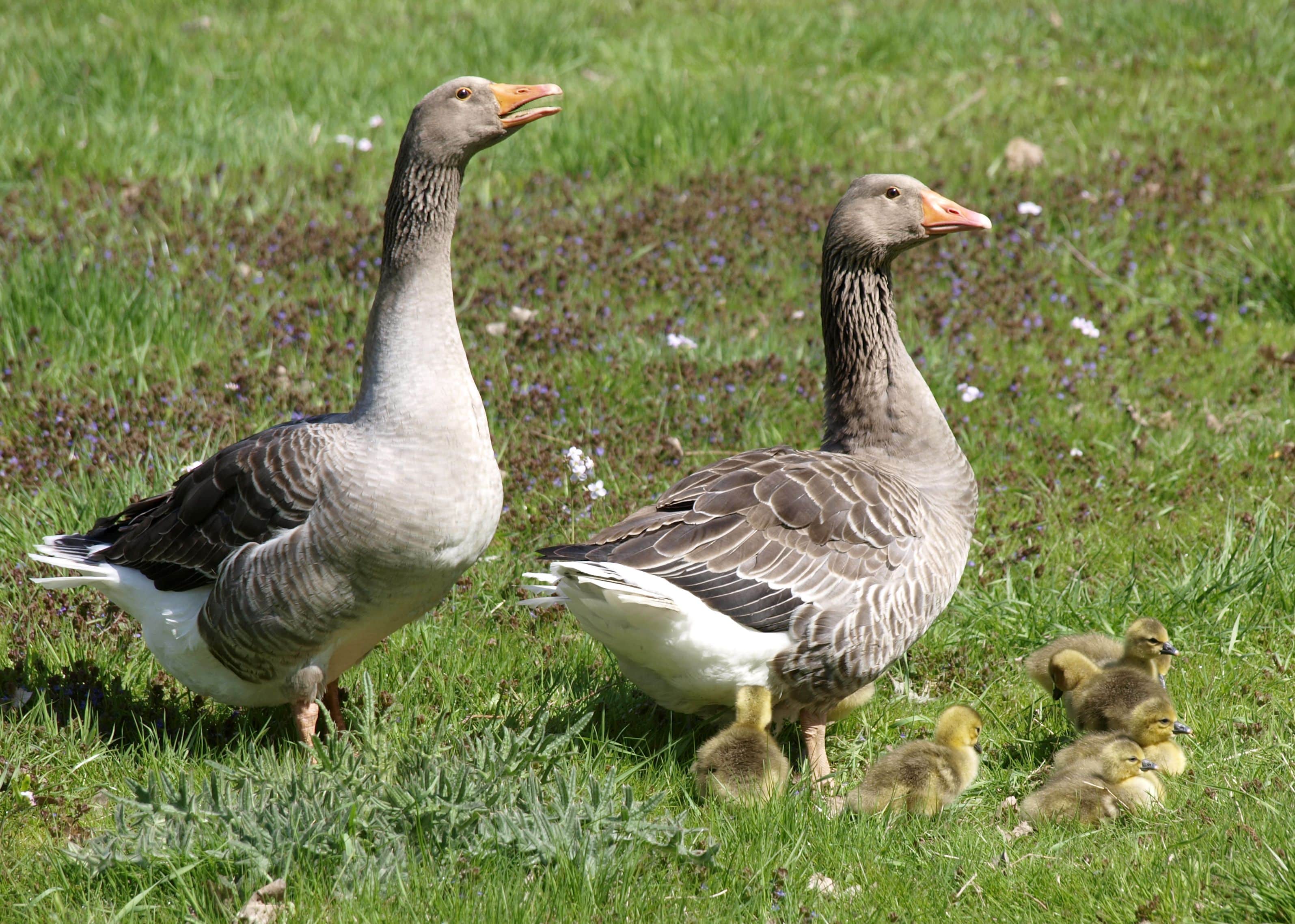 Pomeranian Goose