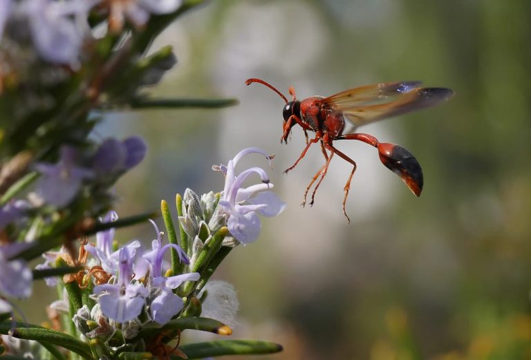 21 Different Types of Wasps in Wisconsin (With Pictures)