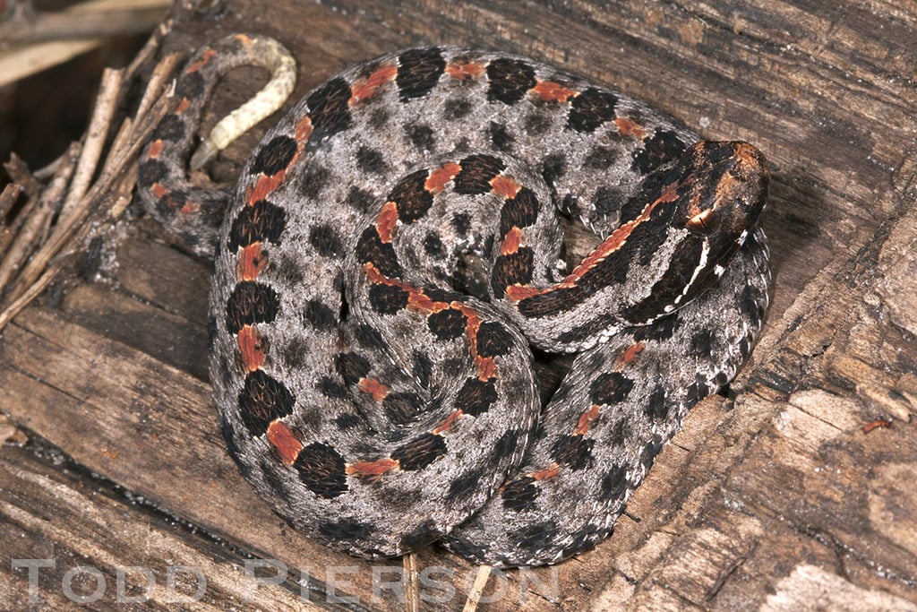 Pygmy rattlesnake