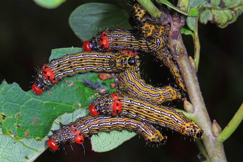 Red-humped Caterpillar - types of caterpillars in colorado