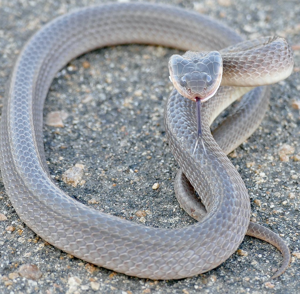 Red-lipped Snake