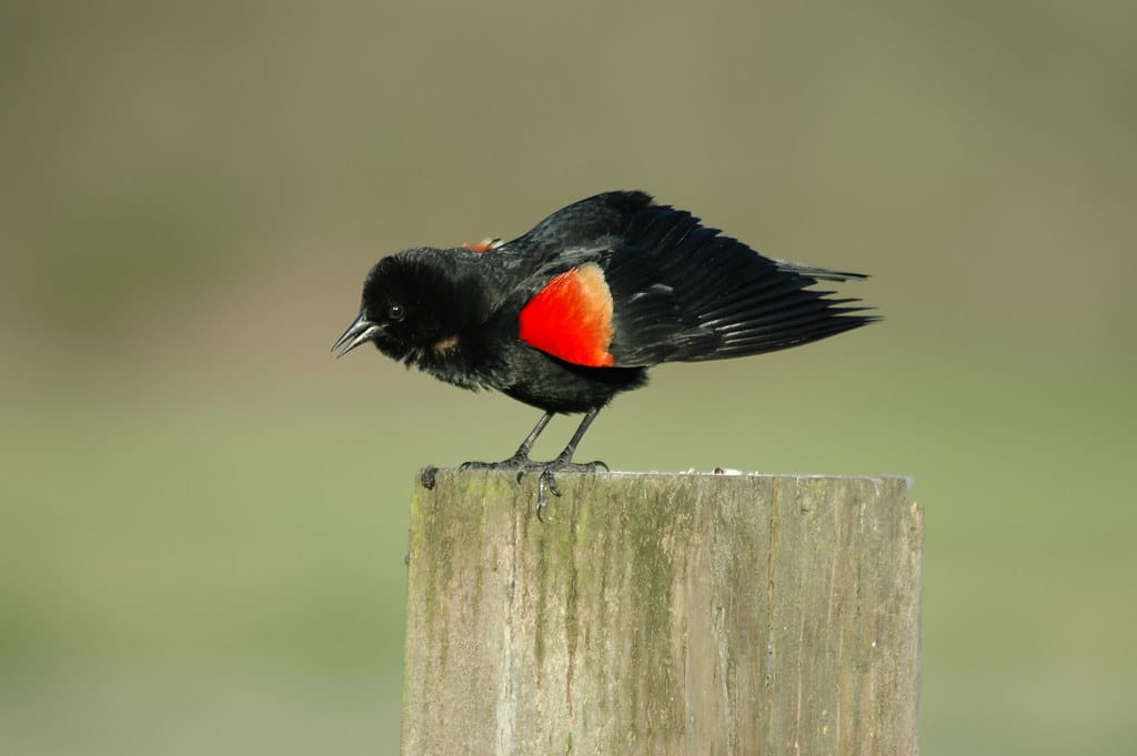Red-Shouldered Blackbird