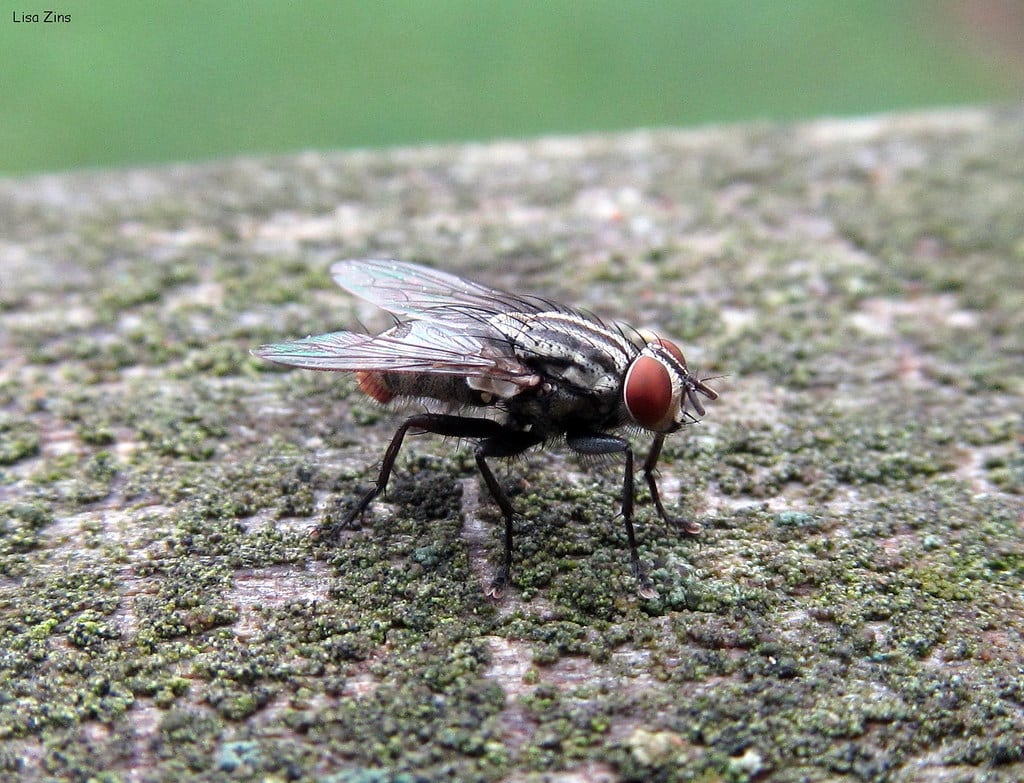 Red Tailed Flesh Flies