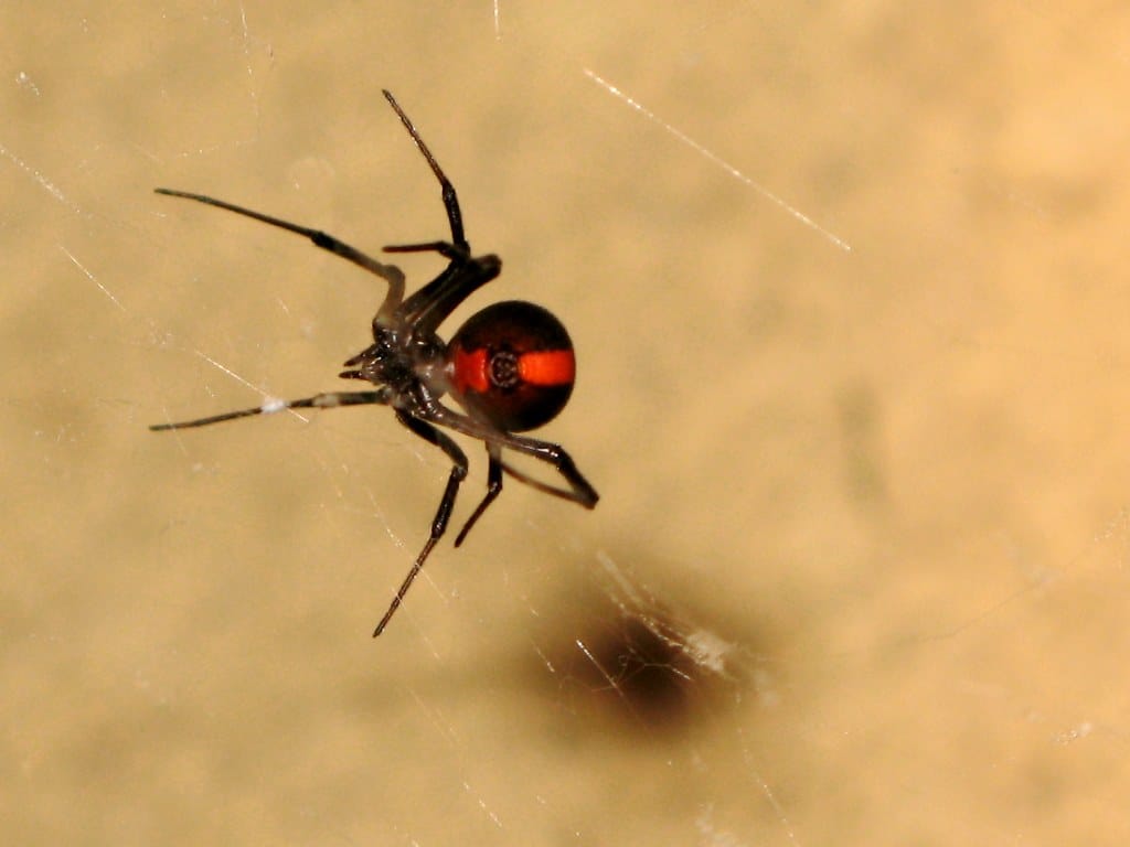 Redback Spider 