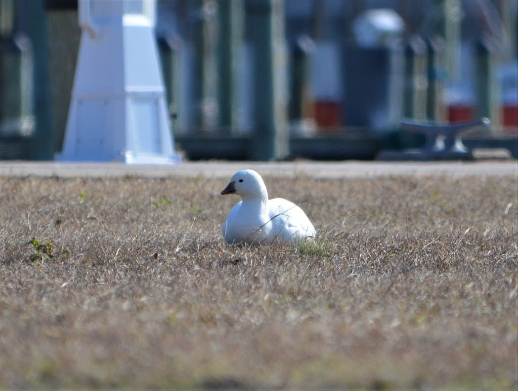 Ross Goose