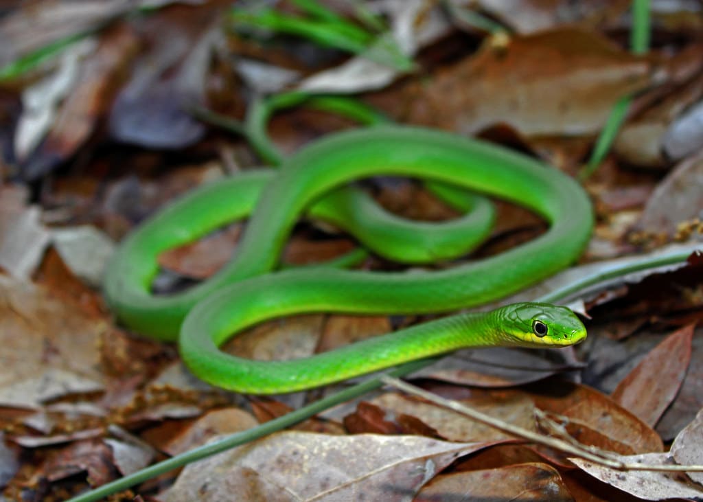 Rough Green Snake - Types of Snakes in Delaware