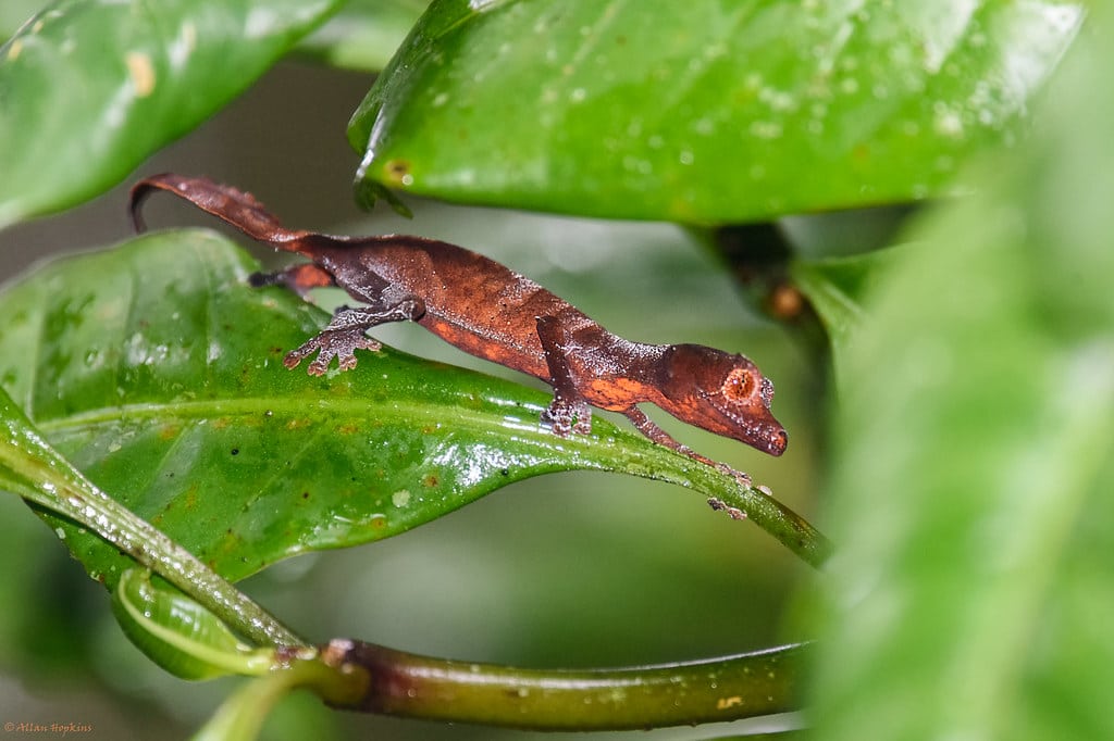 Satanic leaf-tailed Geckos