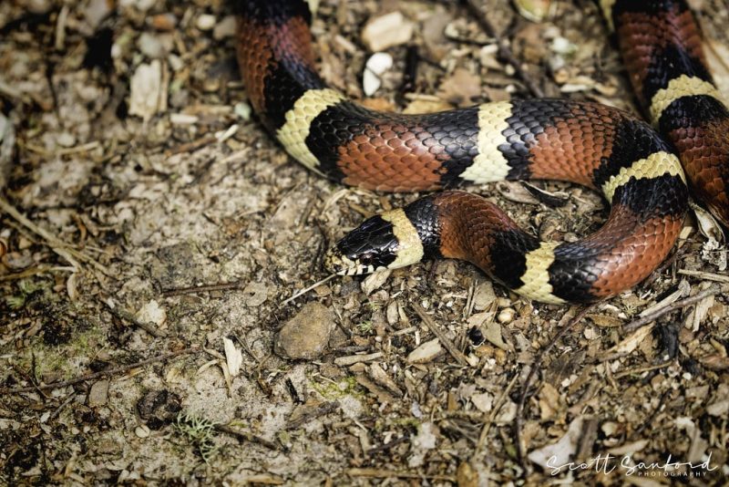23 Different Types of Snakes in Mississippi