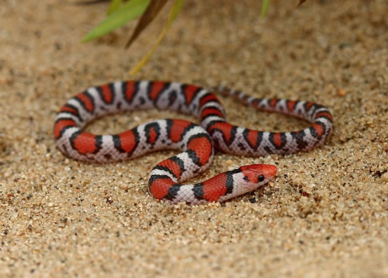 20 Different Types Of Snakes In Delaware