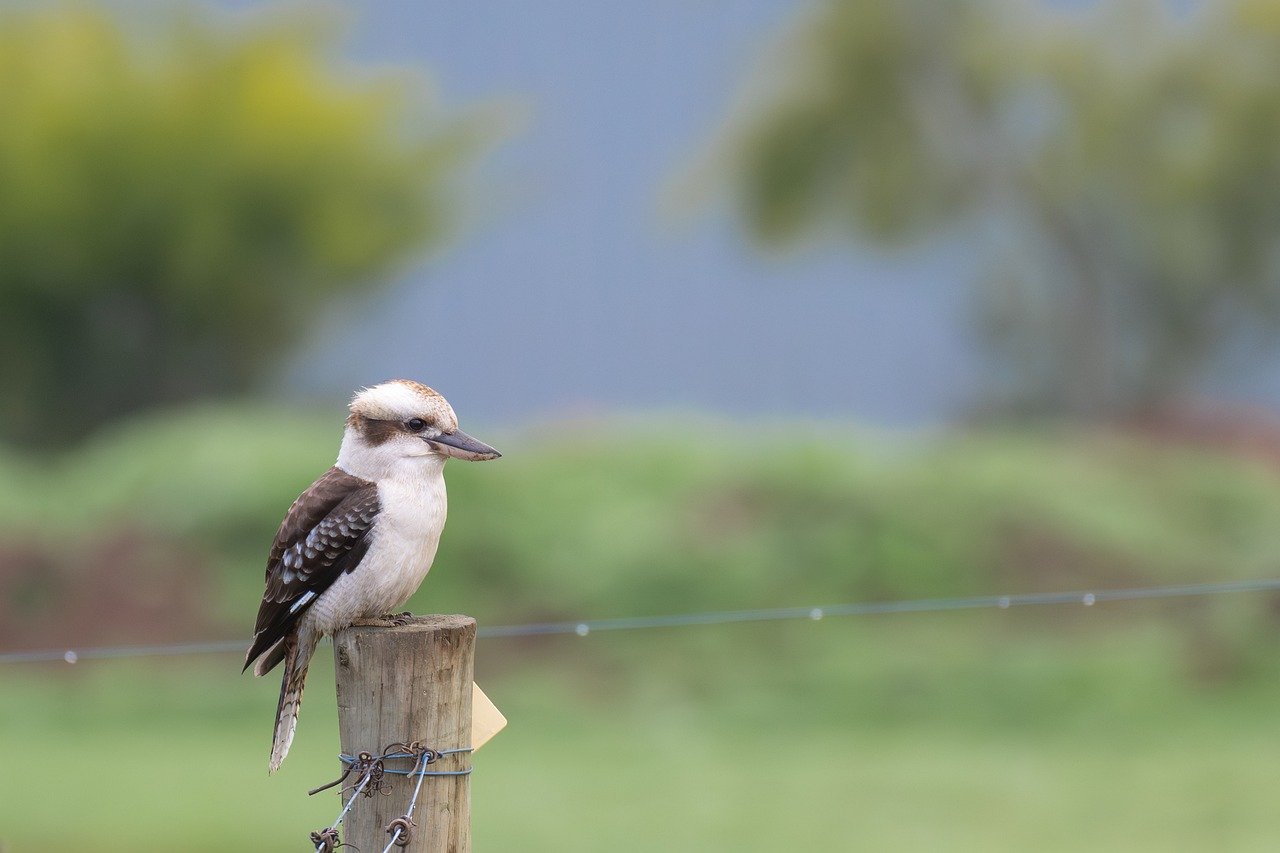 Smartest Birds & Most Intelligent Birds