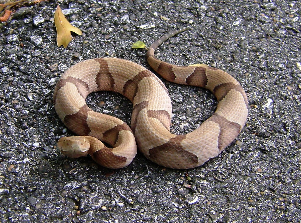 Southern Copperhead
