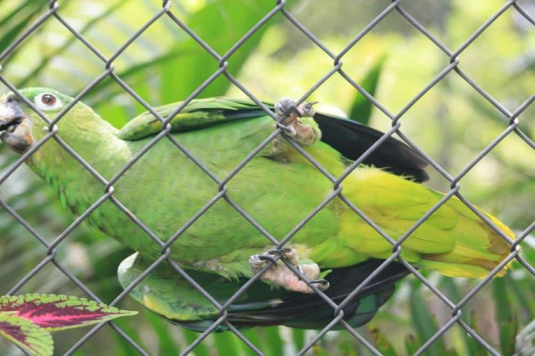 22 Different Types of Amazon Parrots (With Pictures)