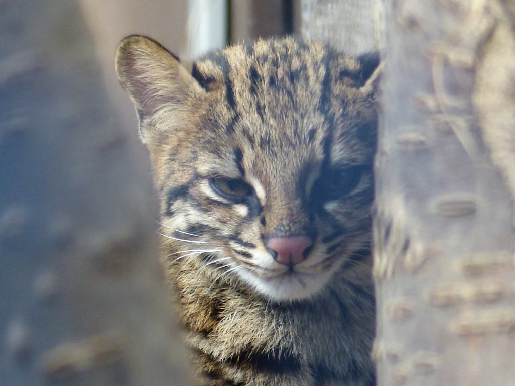 Southern Tiger Cat (Leopardus guttulus)