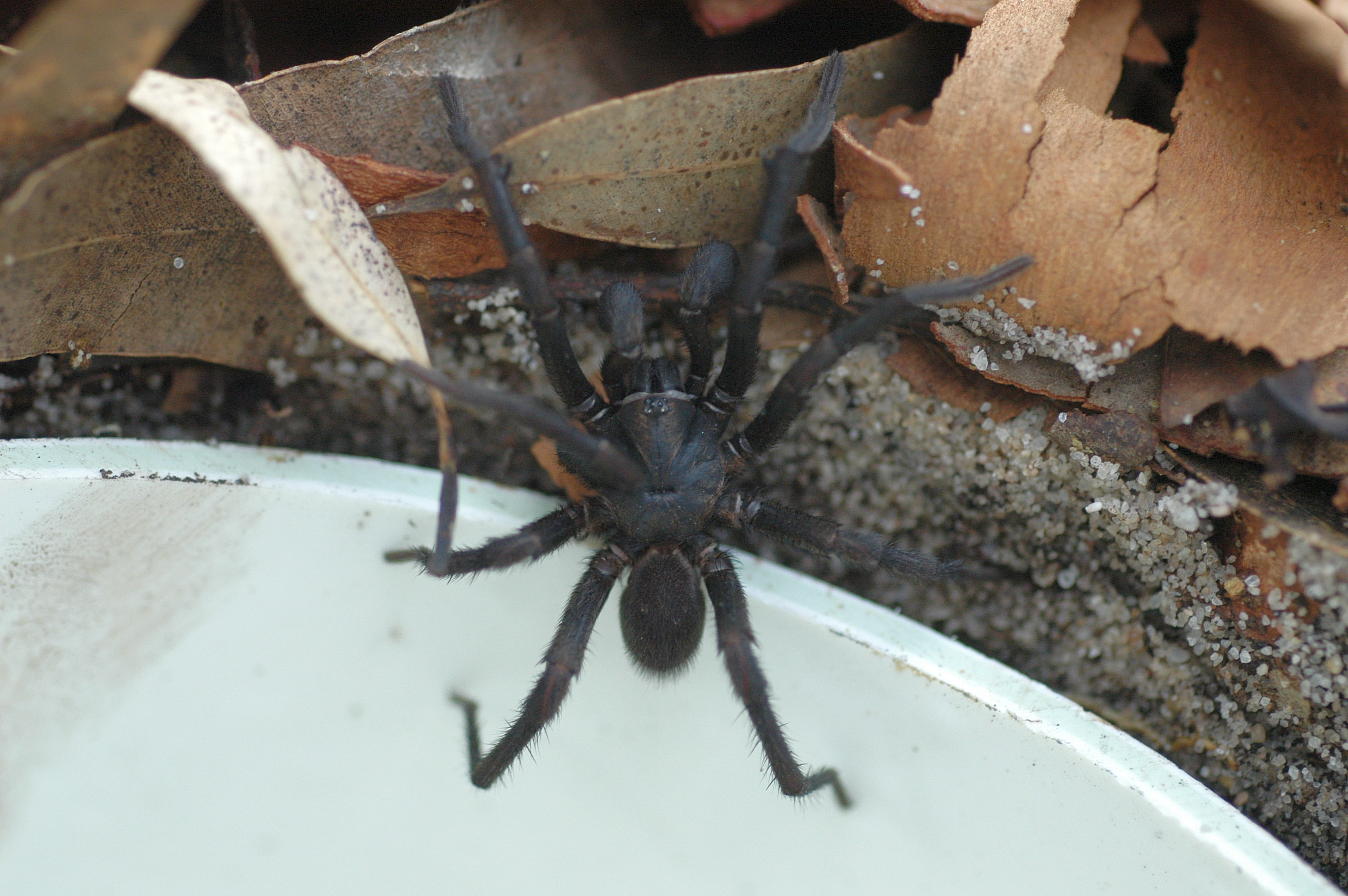 Sydney Funnel-Web Spider 