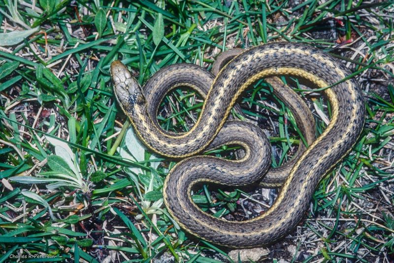 12 Types of Snakes in Idaho (With Pictures)