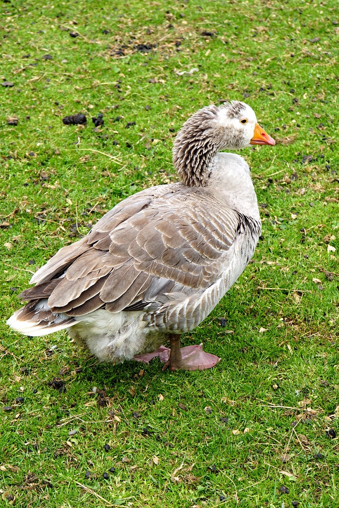 Toulouse Goose