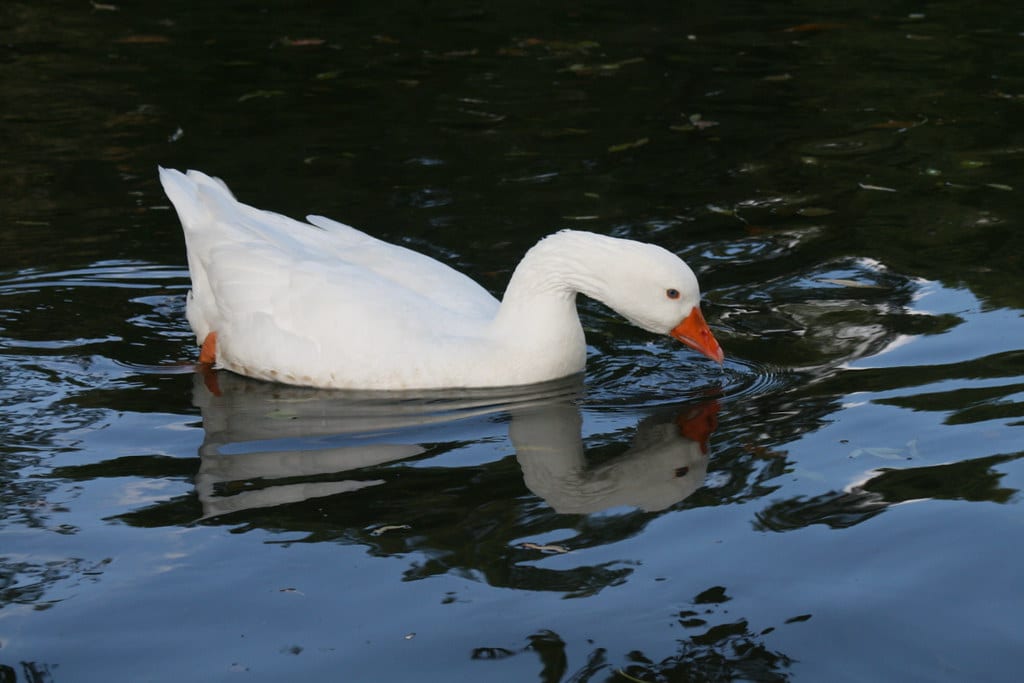 Tufted Roman Goose