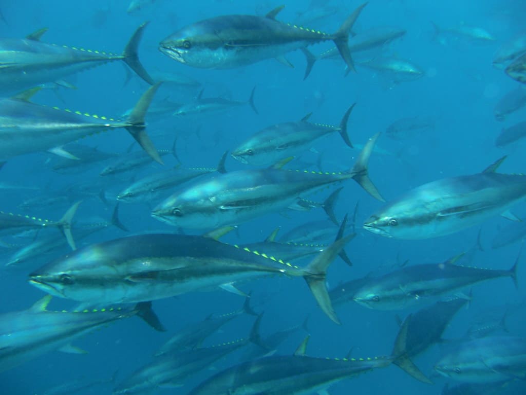 Tuna Bluefin