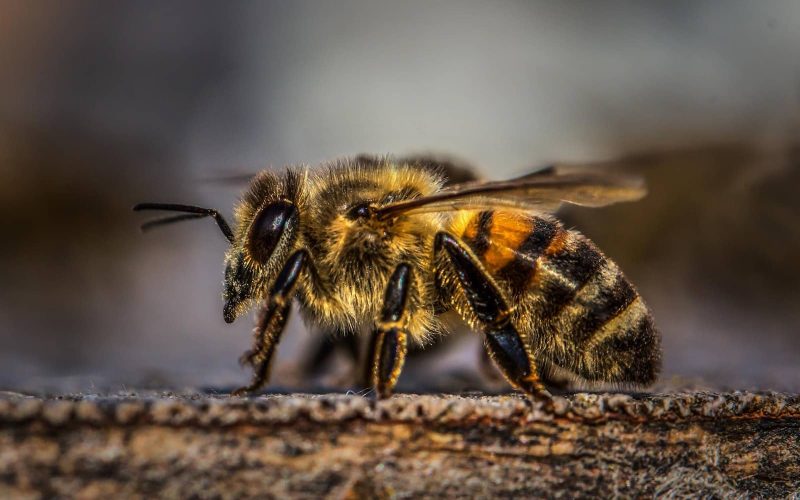 Types of Bees in Oklahoma