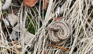 Types of Snakes in Idaho