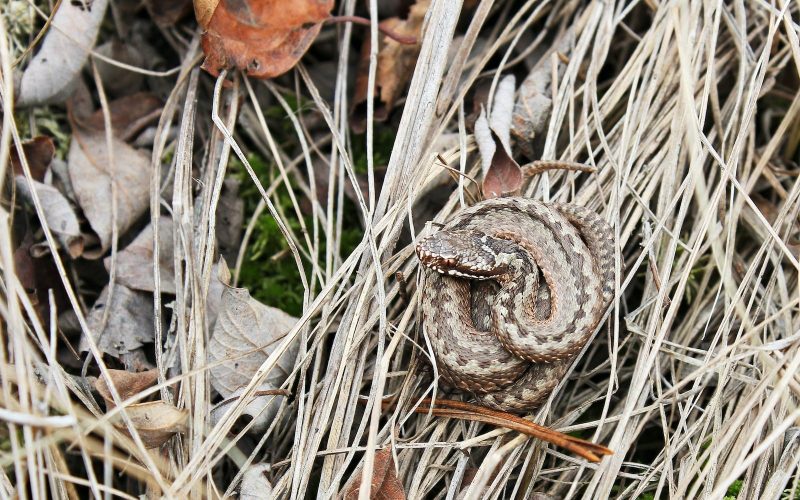 Types of Snakes in Idaho
