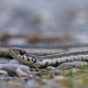 Types of Snakes in Texas