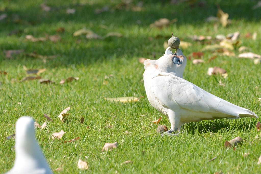 White Cockatoo