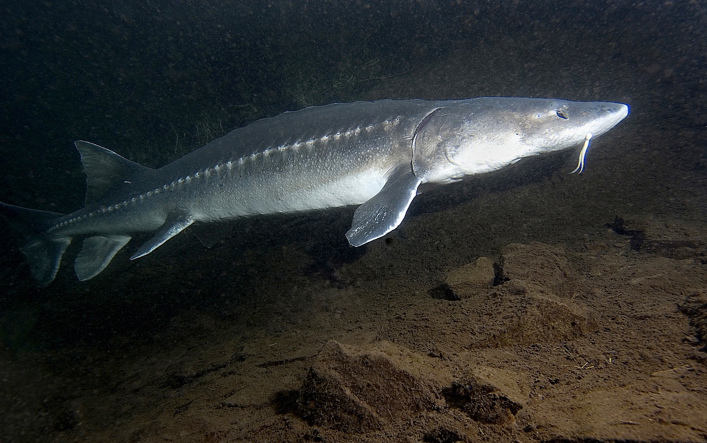 White Sturgeon