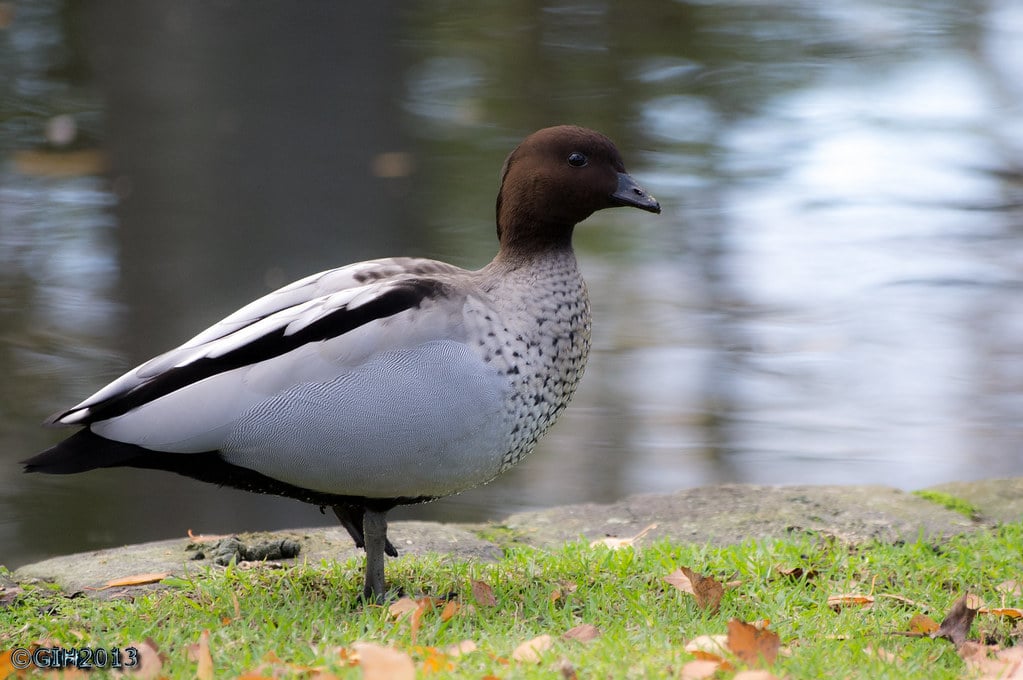 Wood Duck Goose