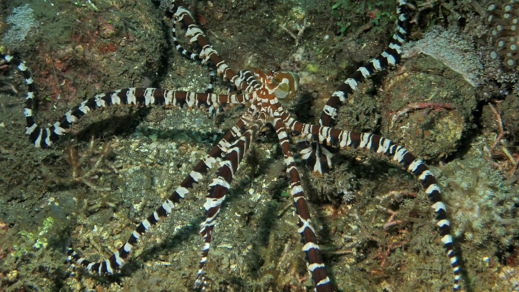 Wunderpus Octopus