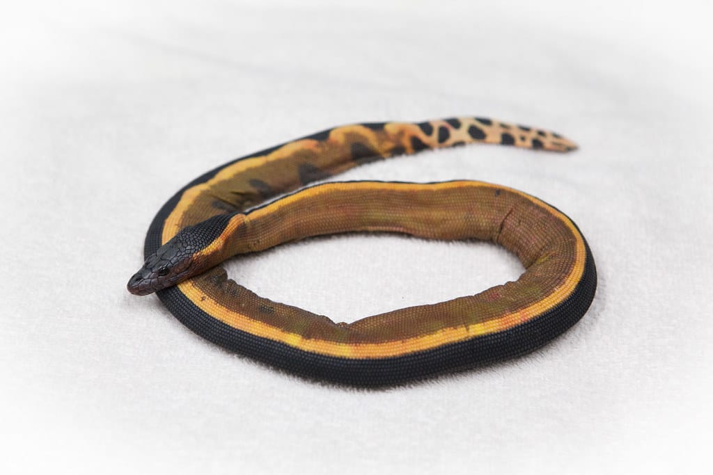 Yellow Belly Sea Snake 