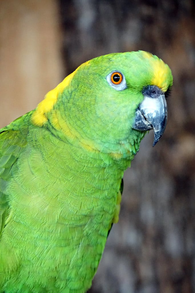 Yellow-naped Amazon - Different Types of Amazon Parrots