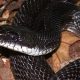 Black Snake With White Belly