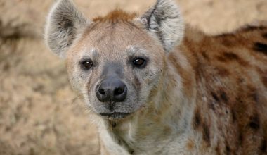 Carnivores That Live in the Desert