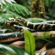 Different Types of Snakes in the Rainforest