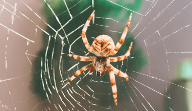 Insects That Eat Spiders