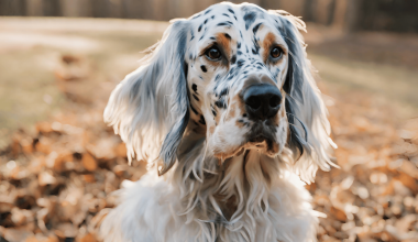 Interesting Facts About English Setters