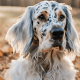 Interesting Facts About English Setters