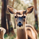 Different Types of Deer in Australia