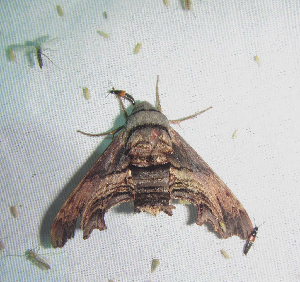 Abbott's Sphinx Moth