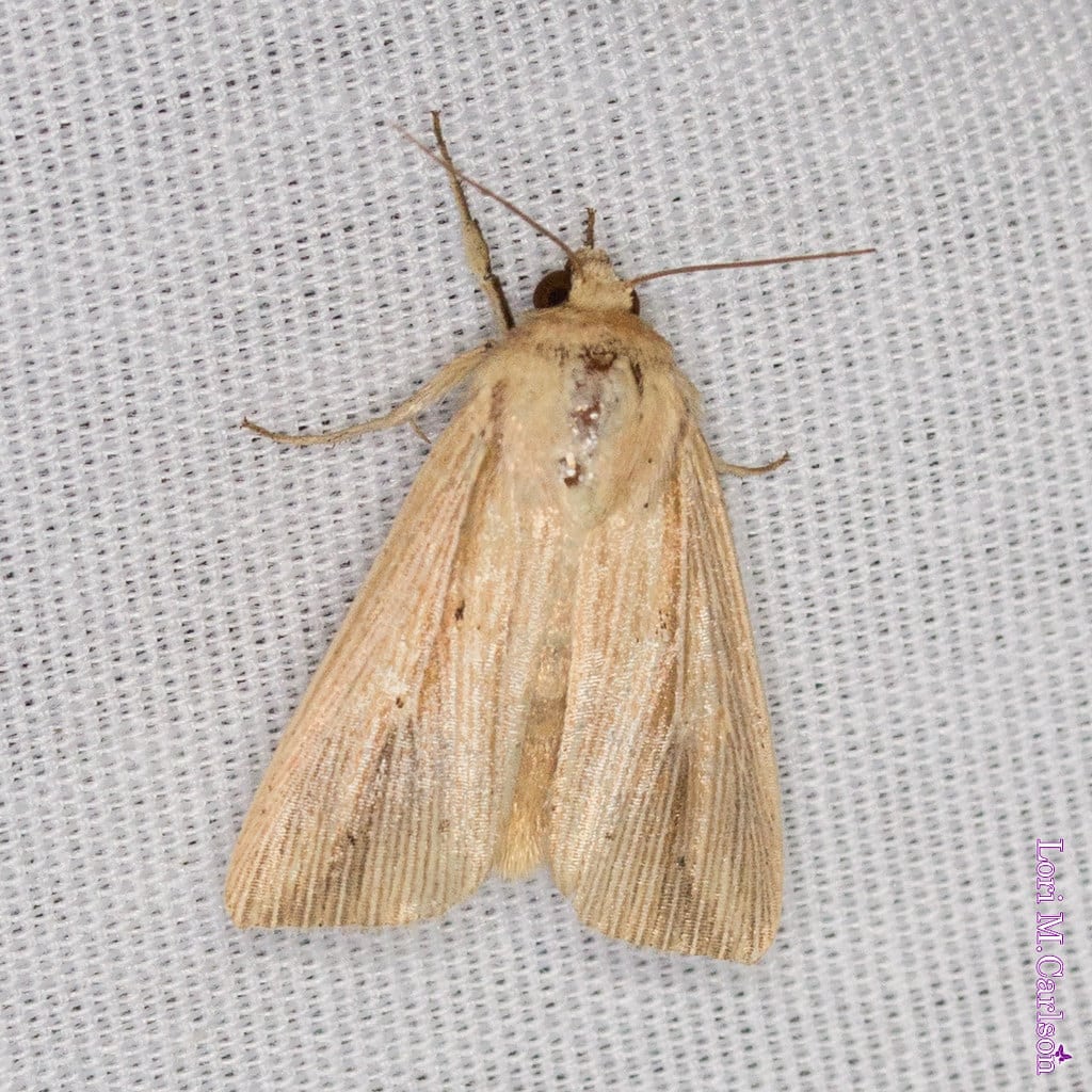 Adjutant Wainscot Moth - Types of Moths in Maryland