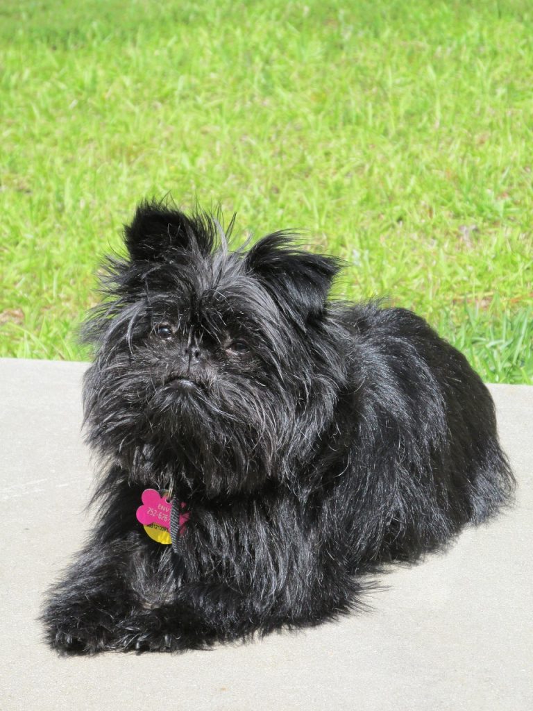 34-popular-black-dog-breeds