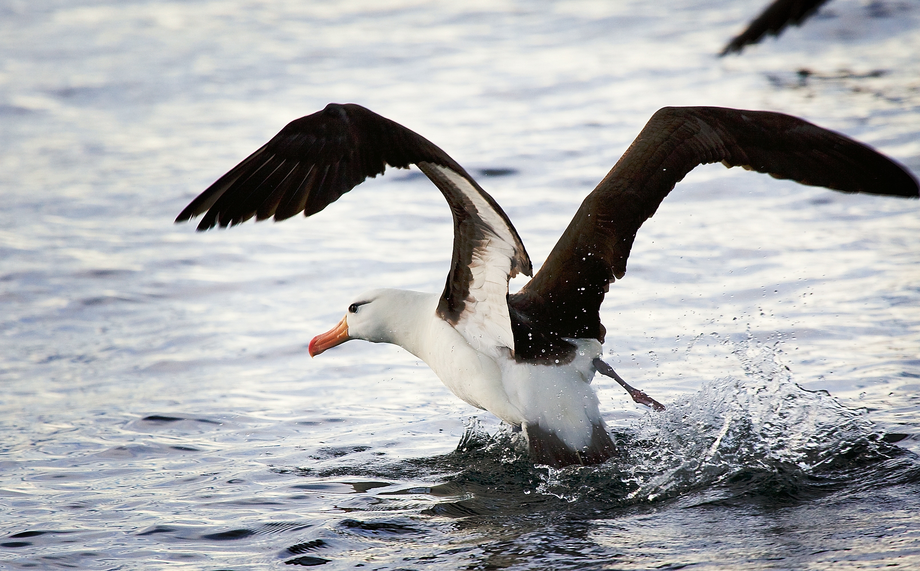 Albatrosses