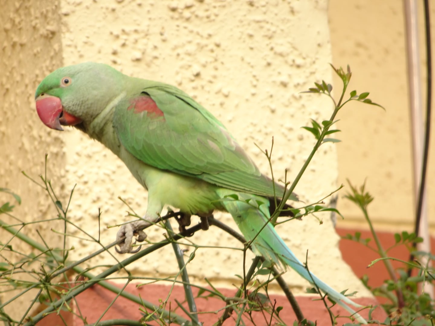 Alexandrine Parakeet