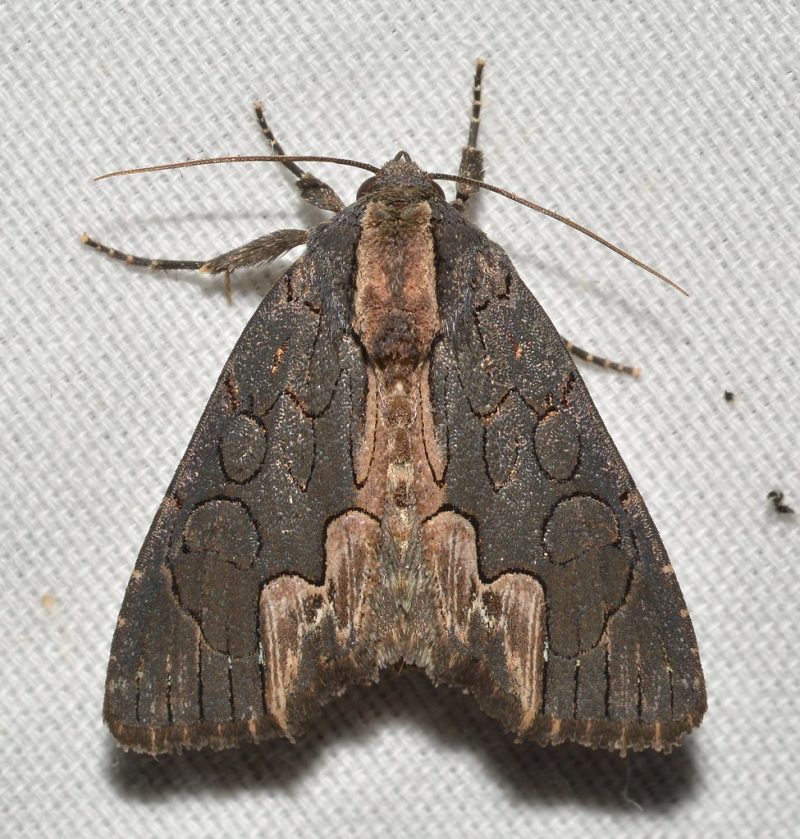 22 Different Types of Moths in Ohio (With Pictures)