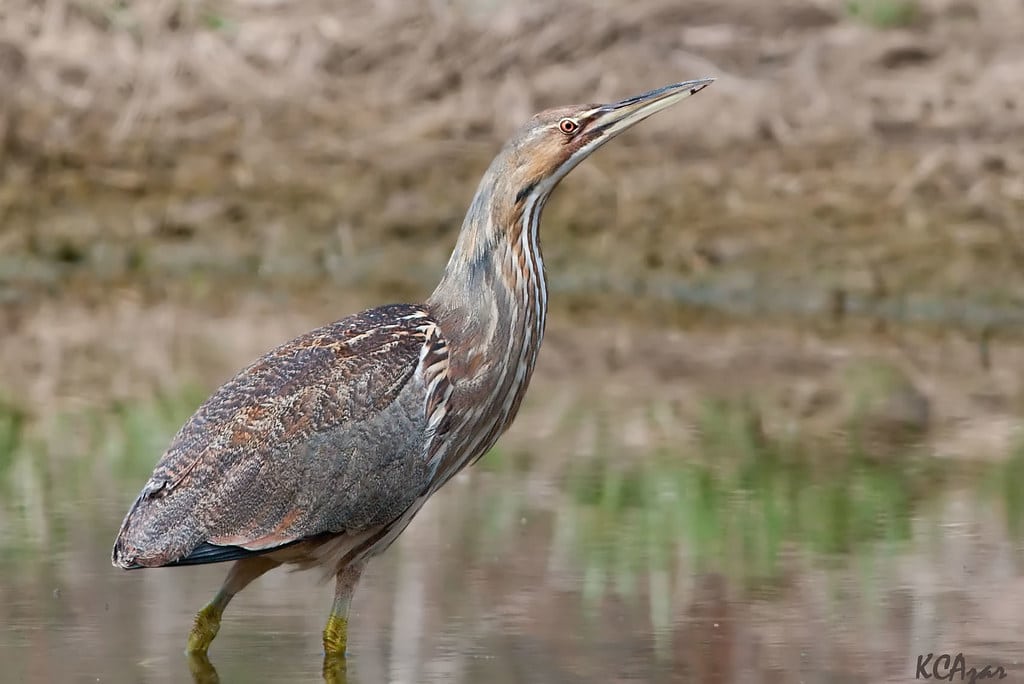 American Bittern - Types of Herons in Michigan