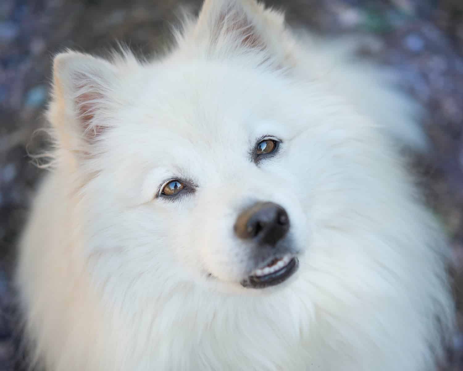 American Eskimo Dog - German Dog Breeds